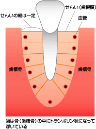 歯の動きの仕組み2