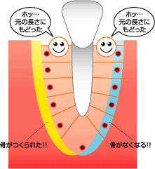 歯の動きの仕組み5