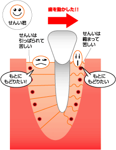 歯の動きの仕組み3